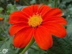 圓葉腫柄菊 圓葉腫柄菊