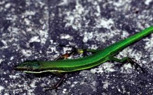 崇安地蜥 崇安地蜥