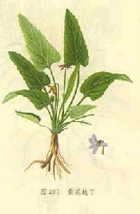 嗜酸細胞增多性非變態反應性鼻炎