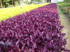 大葉紅草 大葉紅草