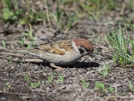 樹麻雀新疆亞種 樹麻雀新疆亞種