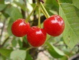 落別櫻桃 落別櫻桃