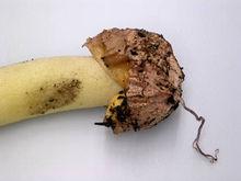 粉紅的基部上有根狀菌索