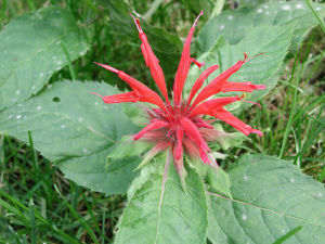 橢苞爵床 橢苞爵床