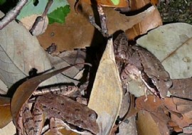 中國科學院昆明動物研究所