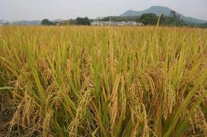 台山大米 台山大米