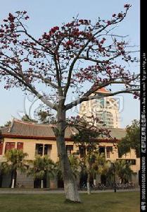 攀枝花樹村 攀枝花樹村