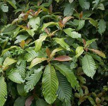 台灣水東哥 台灣水東哥