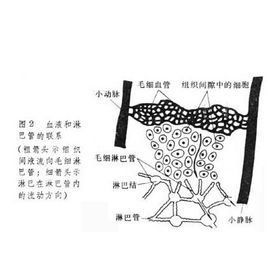 淋巴循環 淋巴循環