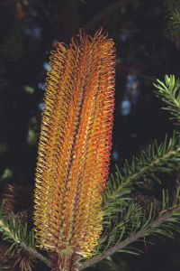 歐石楠班克木 歐石楠班克木