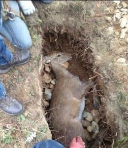 被殺的母鹿