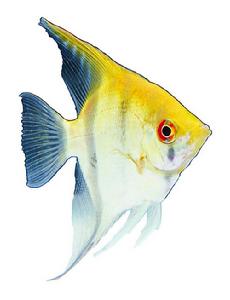 Ornamental fish
