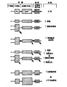 中性粒細胞減少的機制