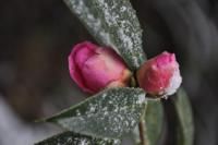 四川離蕊茶 四川離蕊茶