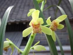 黃花大荷 黃花大荷