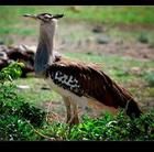 灰頸鷺鴇 灰頸鷺鴇