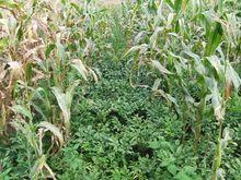 上大洞村[雲南省曲靖市富源縣黃泥河鎮上大洞村]