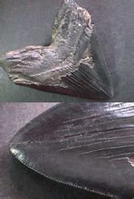 六鰓鯊目化石與其品種