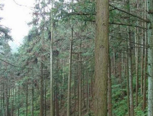 台灣杉木 台灣杉木