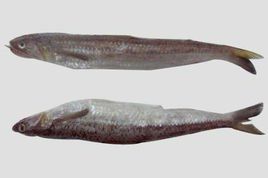 多齒蛇鯔 多齒蛇鯔