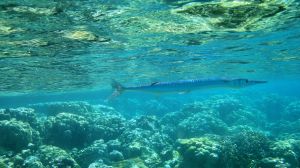 帛琉海底大斷層 帛琉海底大斷層