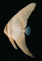 短翅蝙蝠 短翅蝙蝠