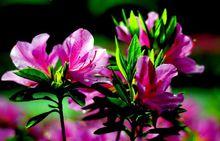 紫鵑[植物名稱]