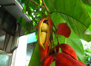 大葉蘋婆 大葉蘋婆