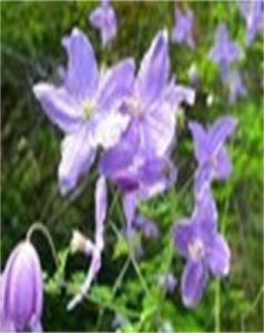 堇花唐松草 堇花唐松草