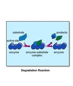 酶作用機理 酶作用機理