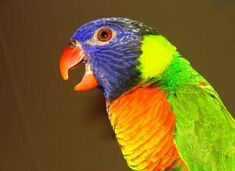 威廉明納氏吸蜜鸚鵡