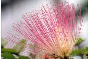 花絲[植物學概念]