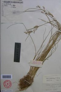 細莖燈心草 細莖燈心草