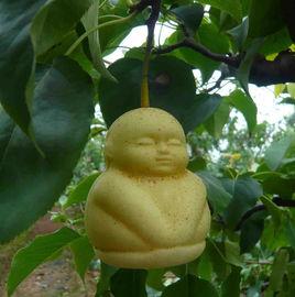 人參果[西遊記中人參果]