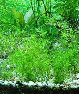 印度網地藻 印度網地藻