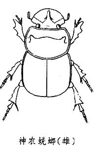 神農蜣螂 神農蜣螂