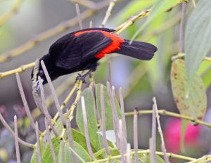 紅腰厚嘴唐納雀 紅腰厚嘴唐納雀
