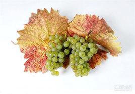 茵倫芬瑟 茵倫芬瑟