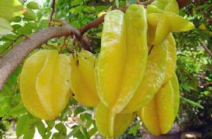 白馬甜楊桃 白馬甜楊桃