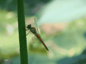 異色多紋蜻 異色多紋蜻