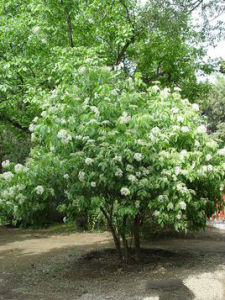 西洋接骨木 西洋接骨木