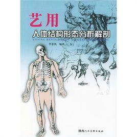 藝用人體結構形態分析解剖 藝用人體結構形態分析解剖
