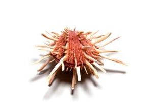 棘刺海菊蛤 棘刺海菊蛤