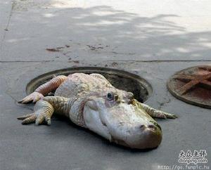 下水道的鱷魚