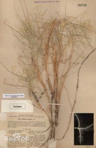 三芒草屬 三芒草屬