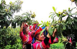 黃龍巖第八屆畲族板栗節 黃龍巖第八屆畲族板栗節