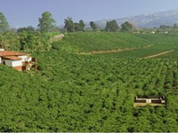 哥斯大黎加咖啡