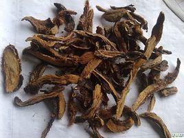 中國骨碎補 中國骨碎補