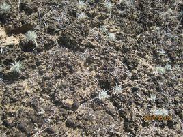 生物結皮 生物結皮