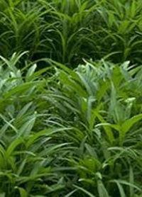 送菜[網路小說]